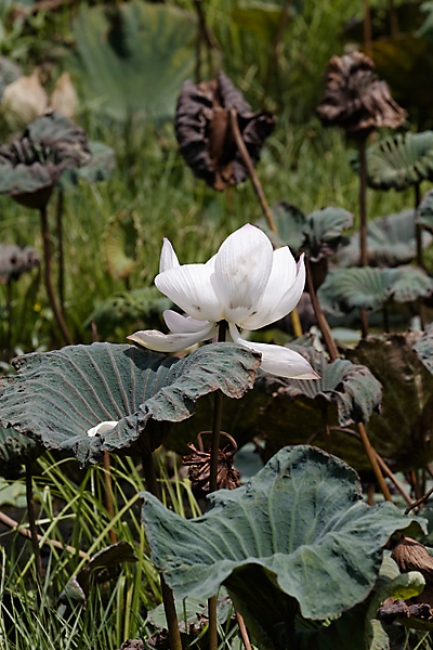 66-Prasat Nang Ram-029